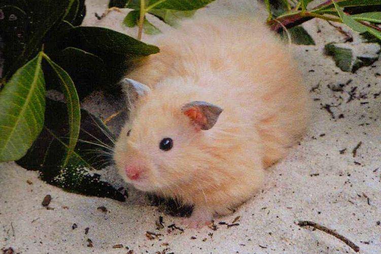 ilustrasi golden hamster (commons.wikimedia.org/Melbelle)