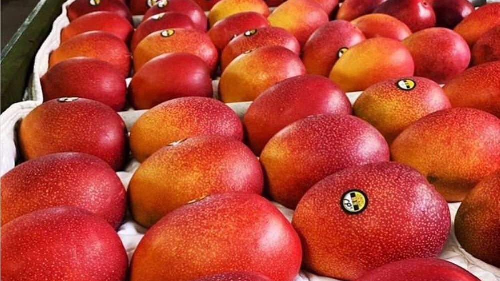 Mengenal Mangga Termahal di Dunia, Dagingnya Selembut Jeli