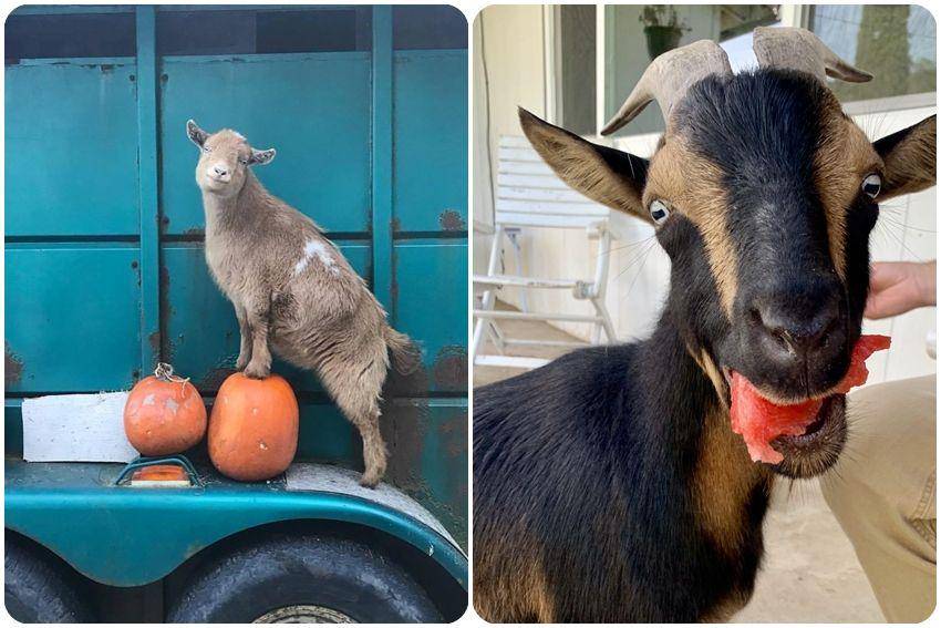 kolase potret lucu para kambing (reddit.com/user/canehdianchick | reddit.com/user/trexkisses)