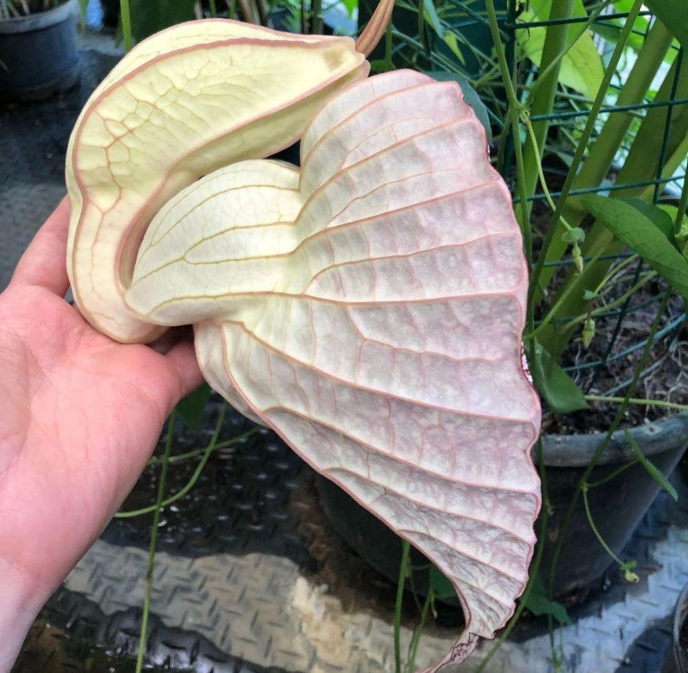 Bunga Pelikan (https://www.instagram.com/vit0212/)