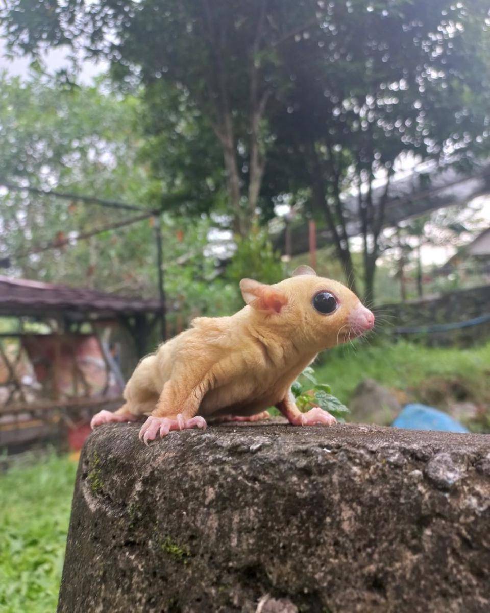Jogja Exotarium, Yogyakarta (instagram.com/jogjaexotarium)
