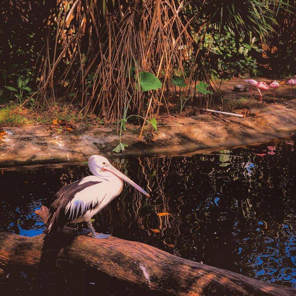 Gembiraloka Zoo, Yogyakarta (instagram.com/glzoojogja)
