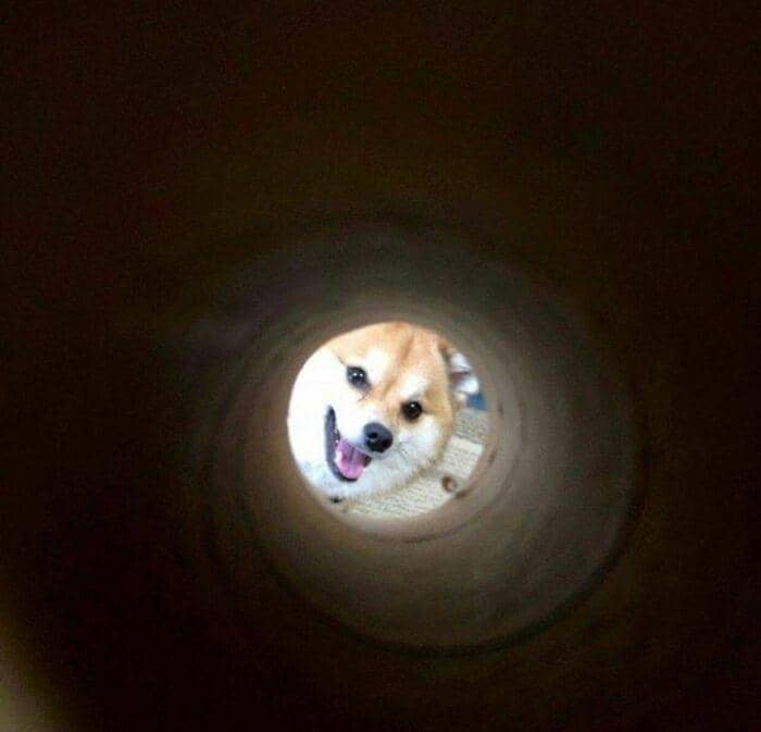 aksi imut hewan (instagram.com/thesnuggleisrl)