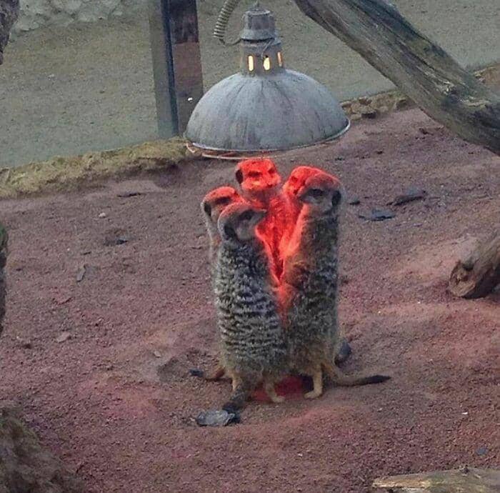 aksi imut hewan (instagram.com/thesnuggleisrl)