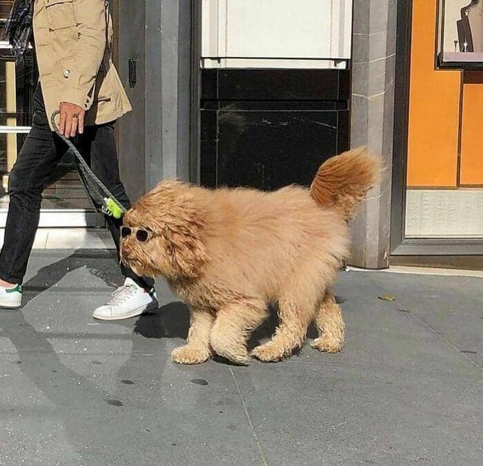 aksi imut hewan (instagram.com/thesnuggleisrl)