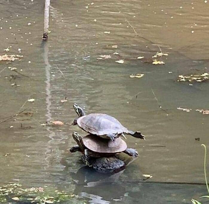 aksi imut hewan (instagram.com/thesnuggleisrl)