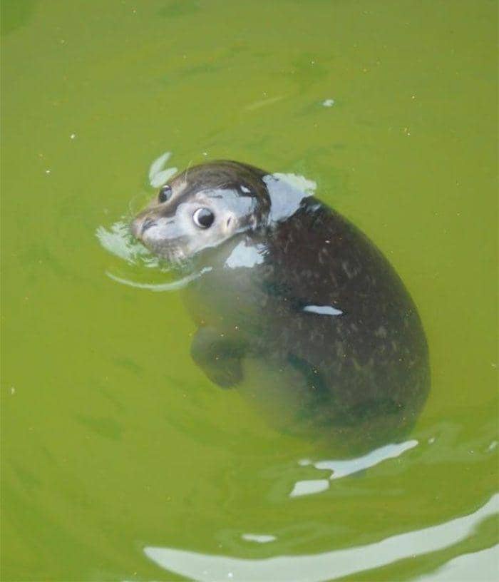 aksi imut hewan (instagram.com/thesnuggleisrl)