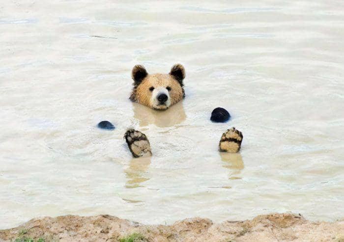 aksi imut hewan (instagram.com/thesnuggleisrl)