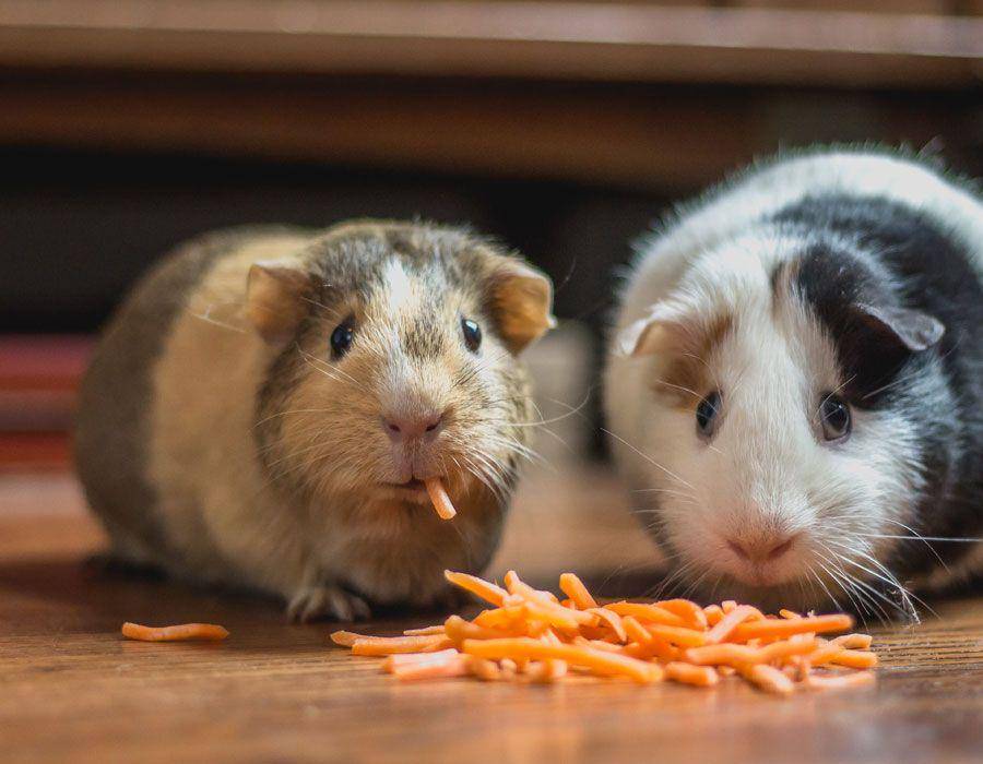 hamster (unsplash.com/Bonnie Kittle)