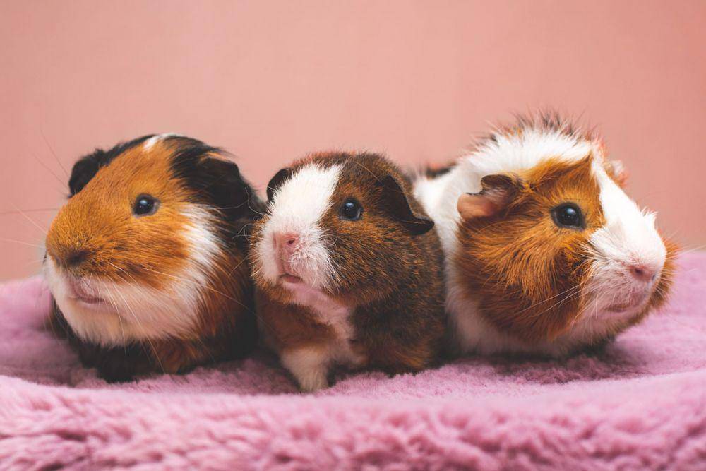 hamster (unsplash.com/Jaroslaw Slodkiewicz)