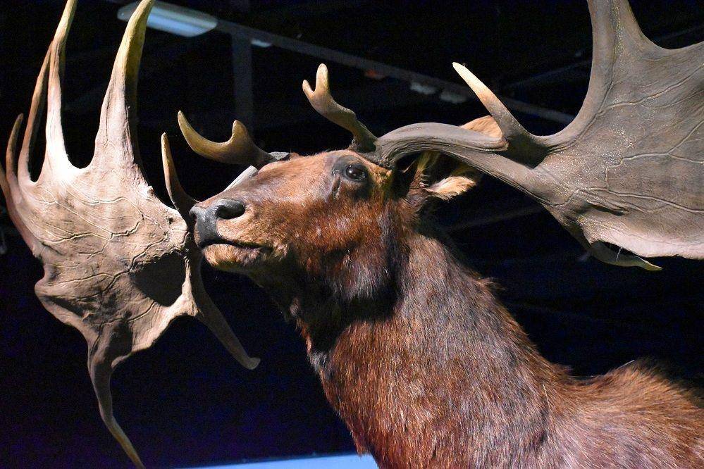 ilustrasi rekonstruksi irish elk (commons.wikimedia.org/Tylwyth Eldar)