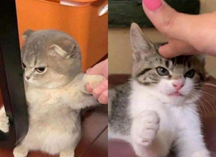 13 Foto Lucu Kucing Ngambek, Wajahnya Jutek Maksimal