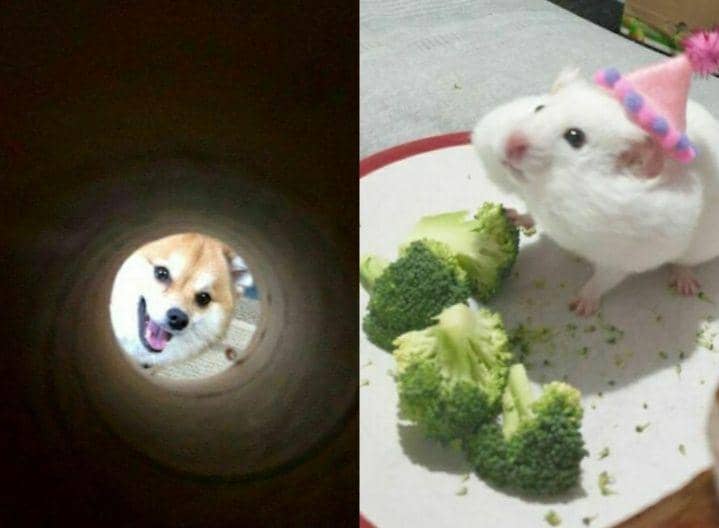 16 Aksi Imut Hewan Ini Bakal Bikin Harimu Lebih Berwarna