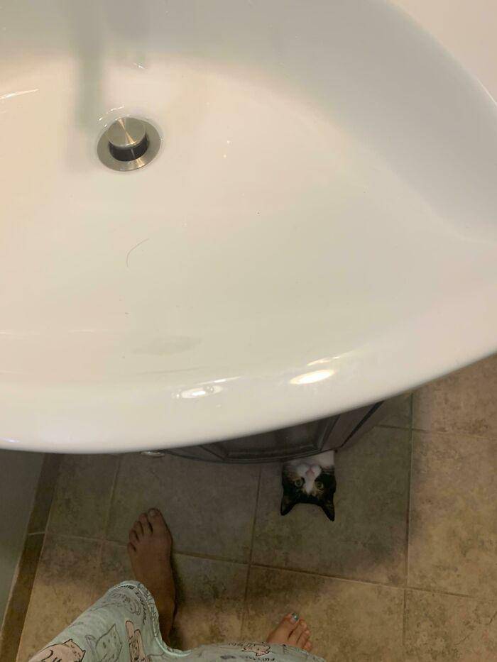 kucing gak tahu tata krama (reddit.com/Mabaum)
