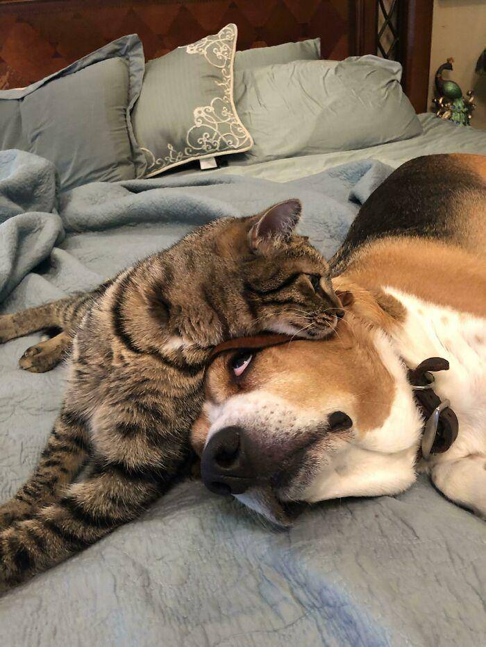 kucing gak tahu tata krama (reddit.com/xlostinimaginationx)
