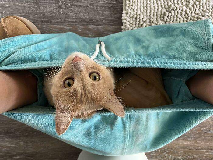 kucing gak tahu tata krama (reddit.com/lrice88)