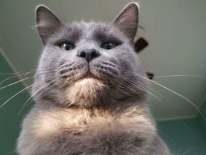 kucing gak tahu tata krama (reddit.com/Pike_Gordon)