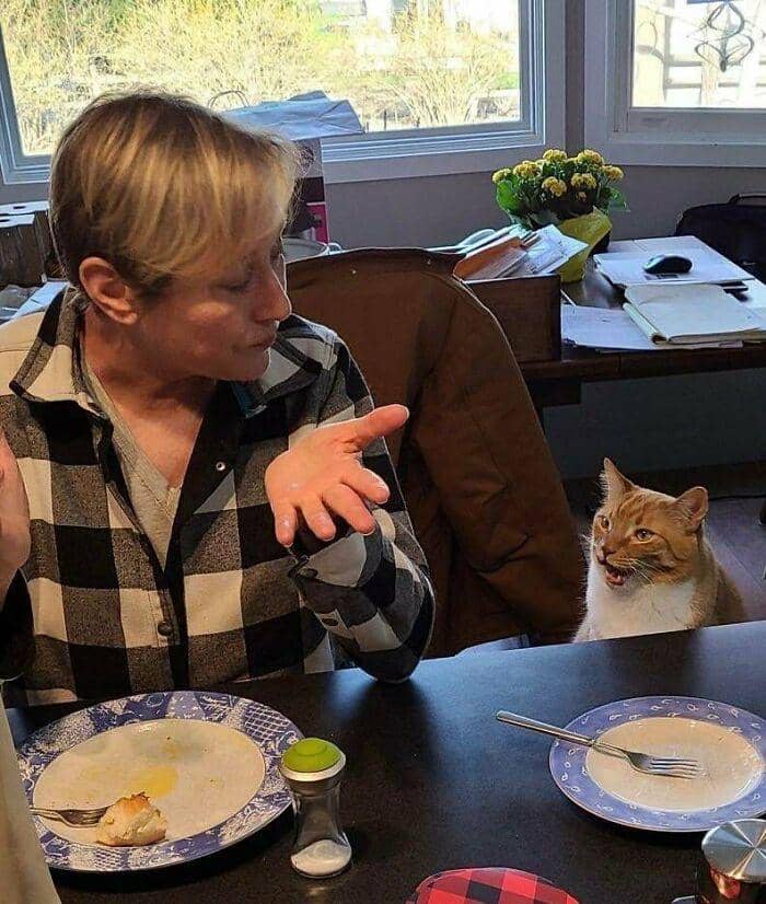 radiasi "meow energy" (reddit.com/marythenoodle)
