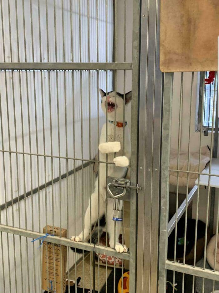 radiasi "meow energy" (reddit.com/SendGarlicBread)
