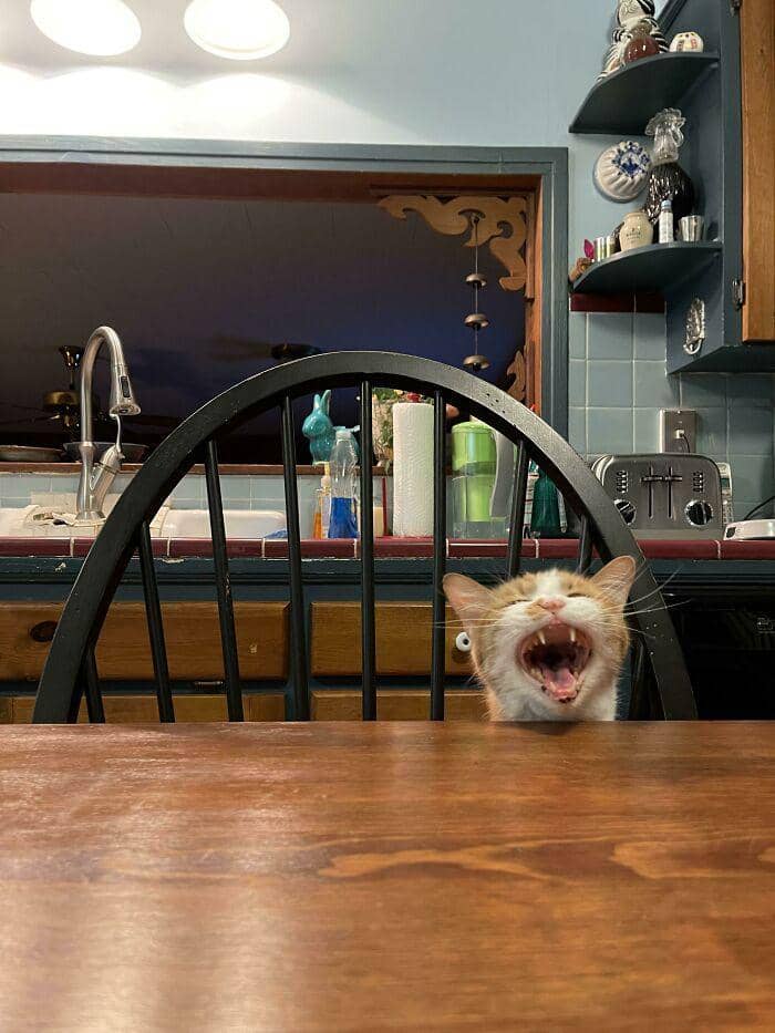 radiasi "meow energy" (reddit.com/jjlet)