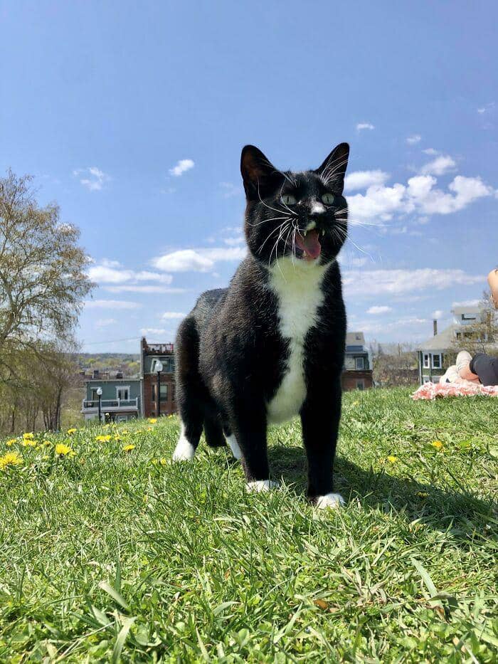 radiasi "meow energy" (reddit.com/bigmysterious)