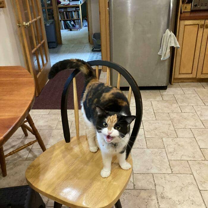 radiasi "meow energy" (reddit.com/humourless_radfem)