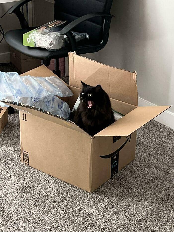 radiasi "meow energy" (reddit.com/Pig_peee)
