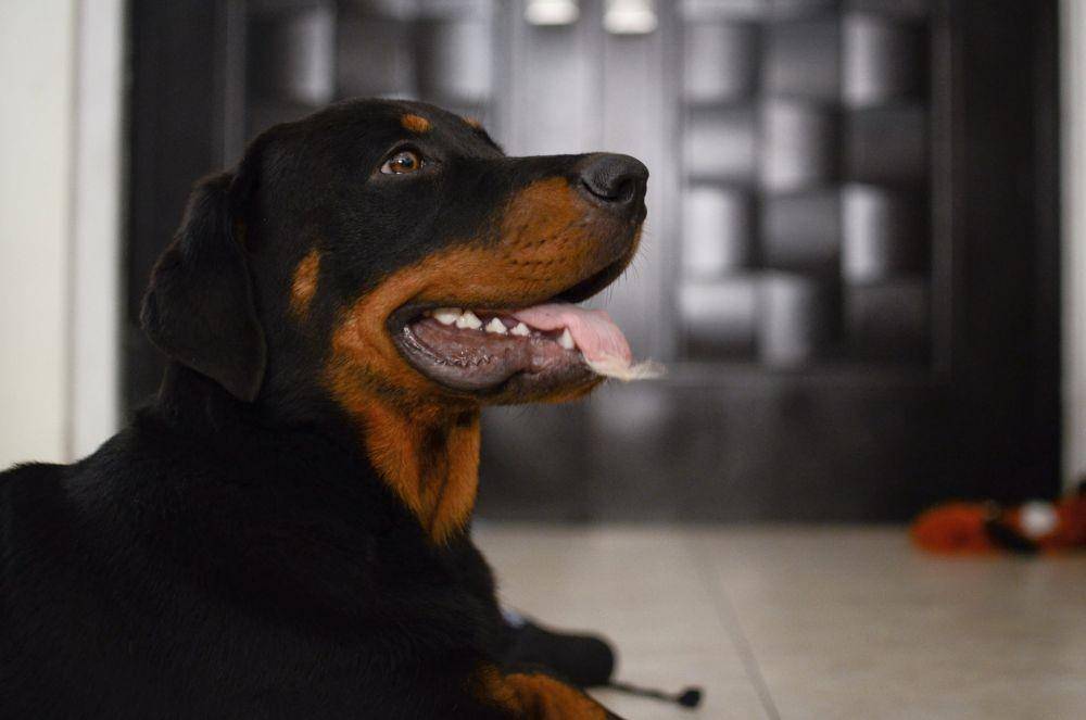 ilustrasi anjing Rottweiler (unsplash.com/Anelale Nájera)