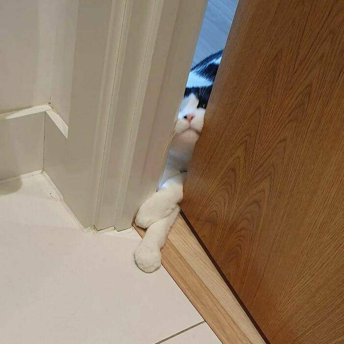 kucing gak tahu tata krama (reddit.com/pannacotta_oreo)