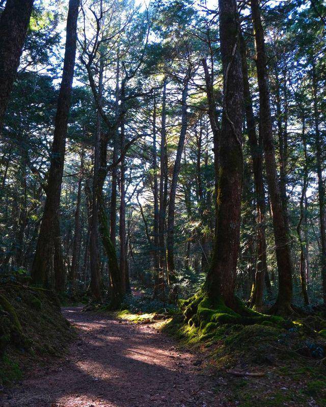 gambar Aokigahara Forest di Jepang (instagram.com/dylaniwakuni)