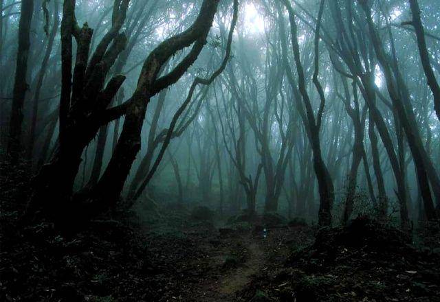 gambar Hoia Baciu Forest di Romania (instagram.com/proudeuropean_)