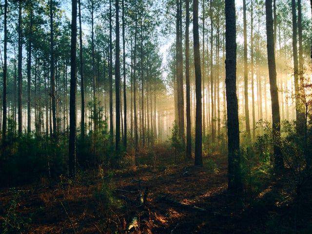ilustrasi Sambisa Forest di Nigeria (unsplash.com/Steven Kamenar)
