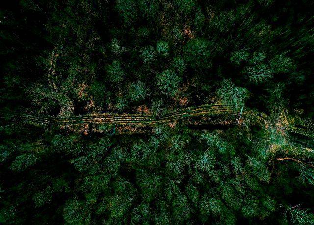 gambar Dering Woods Forest di Inggris (instagram.com/stewartweir)