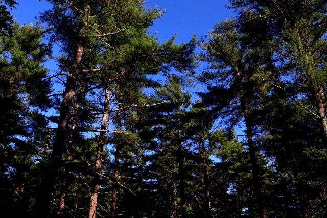 gambar Freetown State Forest di Amerika Serikat (instagram.com/liamhagen26)
