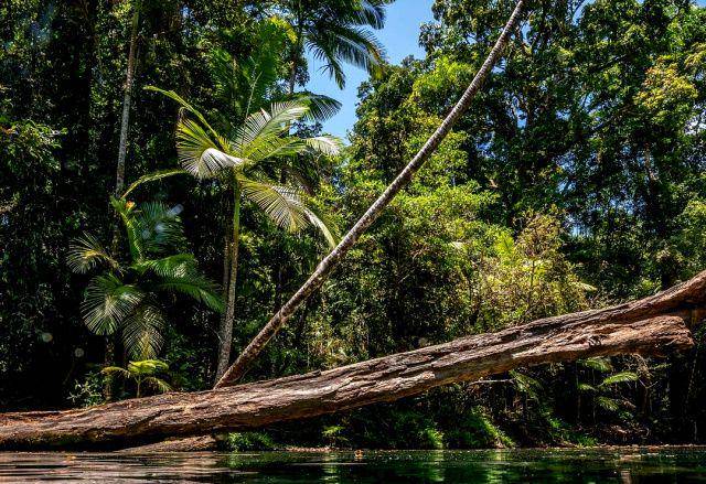 gambar Daintree Rainforest di Australia (instagram.com/ashkarasphotography)