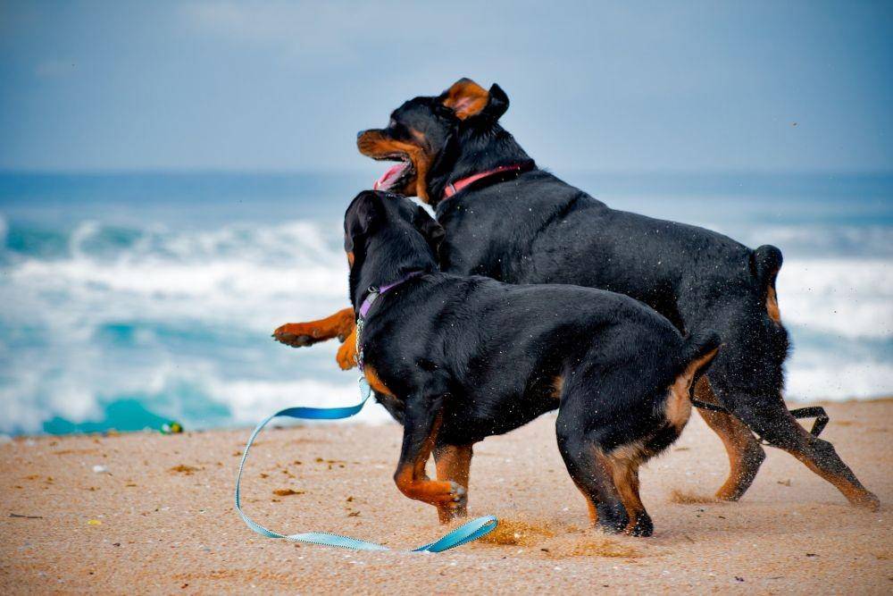 ilustrasi anjing Rottweiler (unsplash.com/Joash Viriah)