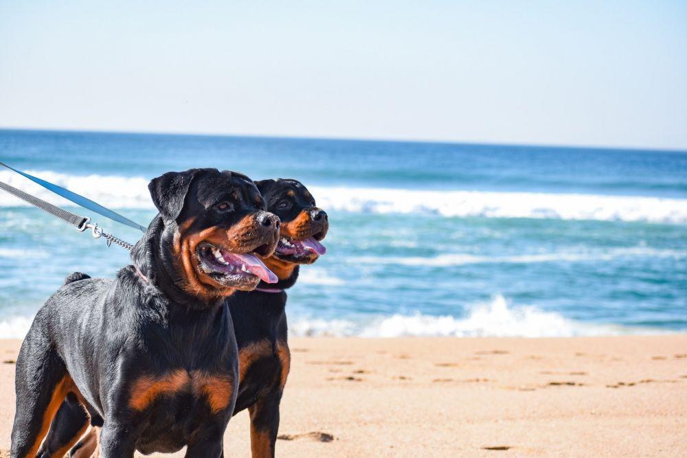 9 Fakta Menarik Anjing Rottweiler, Memiliki Sifat Protektif