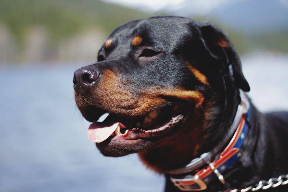 ilustrasi anjing Rottweiler (unsplash.com/Joel Moysuh)