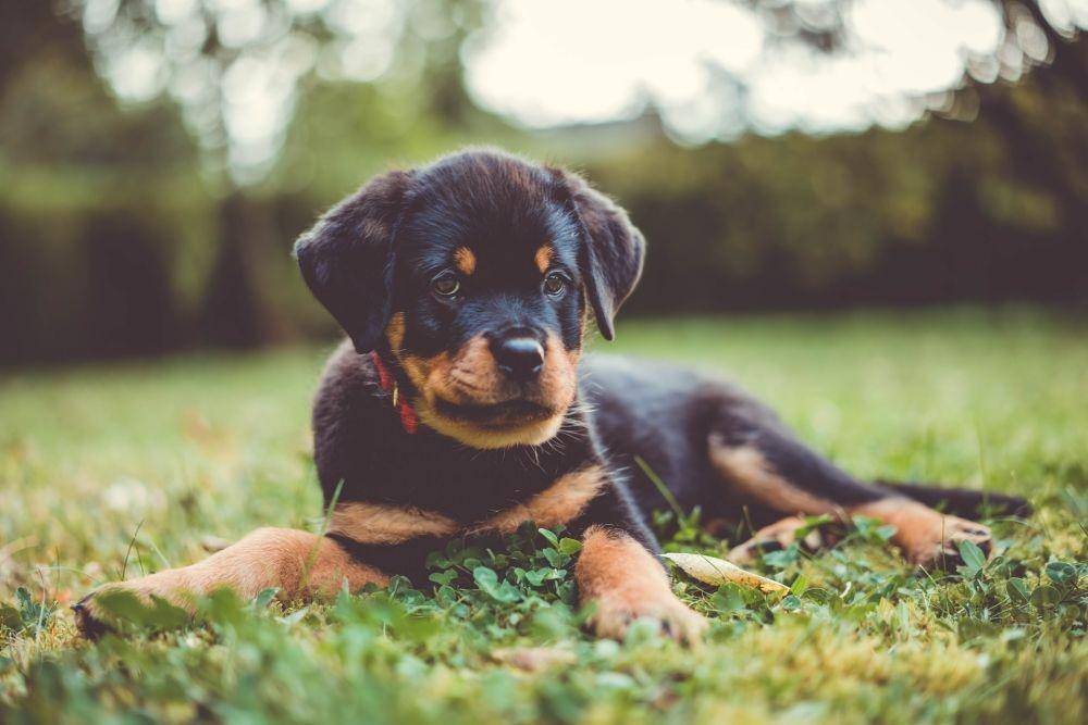 ilustrasi anjing Rottweiler (unsplash.com/Kevin Seibel)