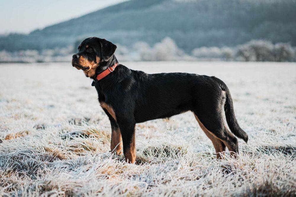 ilustrasi anjing Rottweiler (unsplash.com/Kevin Seibel)