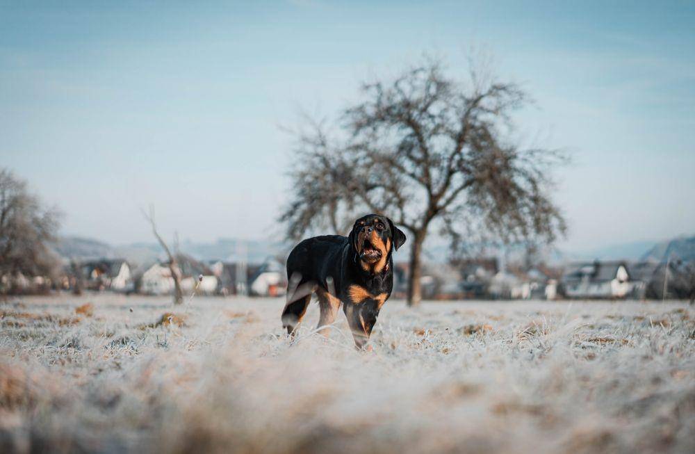 ilustrasi anjing Rottweiler (unsplash.com/Kevin Seibel)