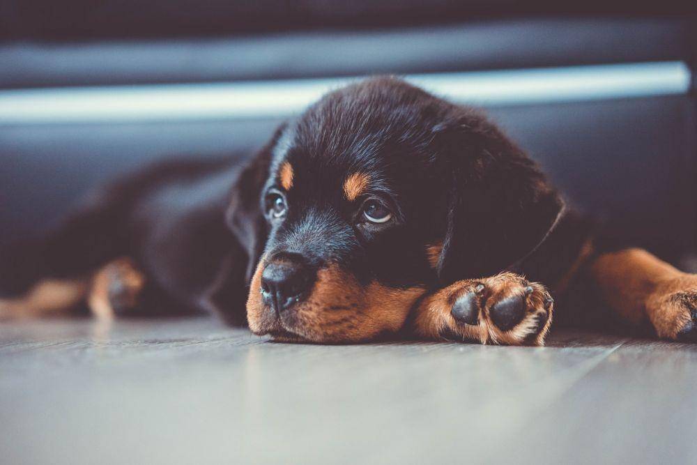 ilustrasi anjing Rottweiler (unsplash.com/Kevin Seibel)
