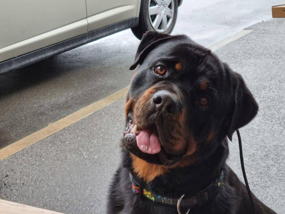 ilustrasi anjing Rottweiler (unsplash.com/Luzelle Cockburn)