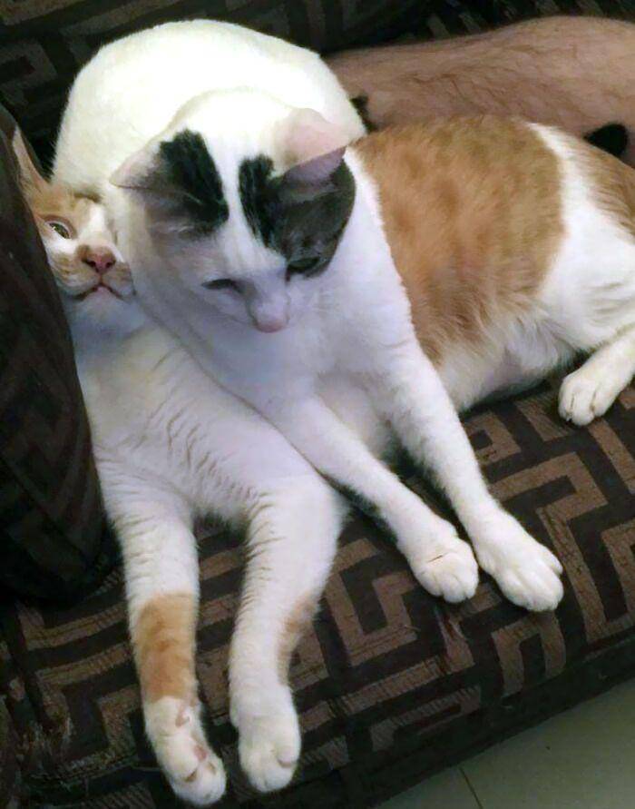 kucing gak tahu tata krama (reddit.com/penguin_yuie)