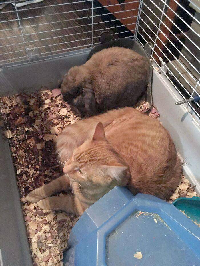 kucing gak tahu tata krama (reddit.com/allirene105)