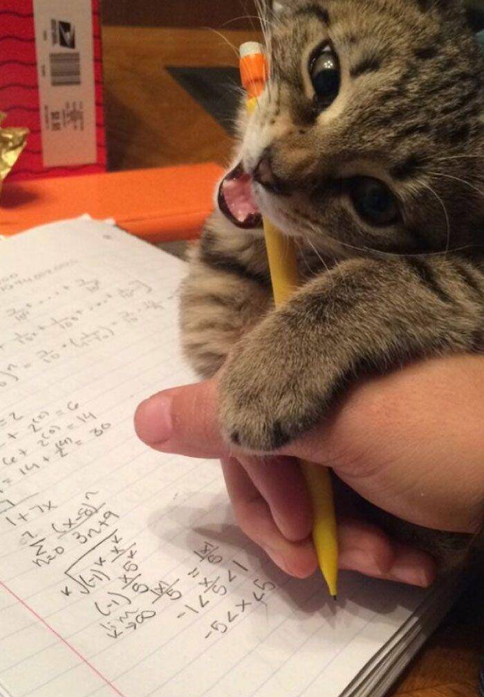 kucing gak tahu tata krama (reddit.com/_kittenmittons12)
