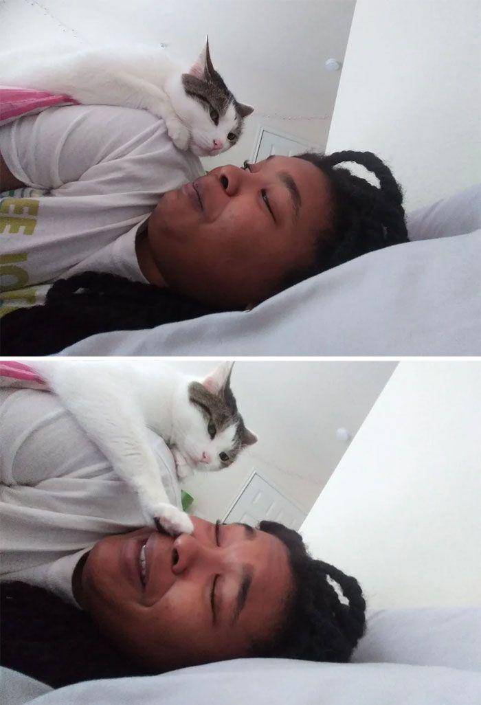 kucing gak tahu tata krama (reddit.com/MahjiggTheFox)