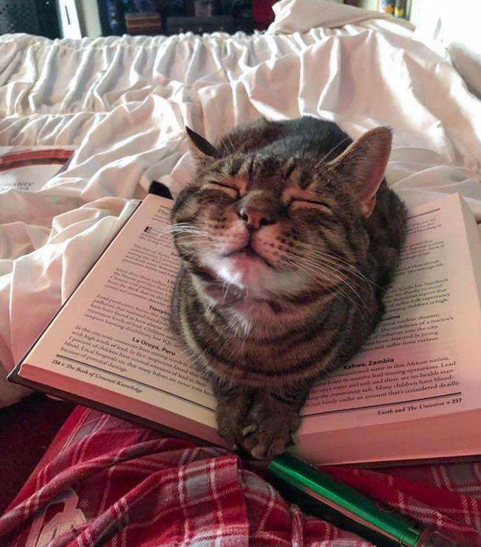 kucing gak tahu tata krama (reddit.com/mmfreeman33)