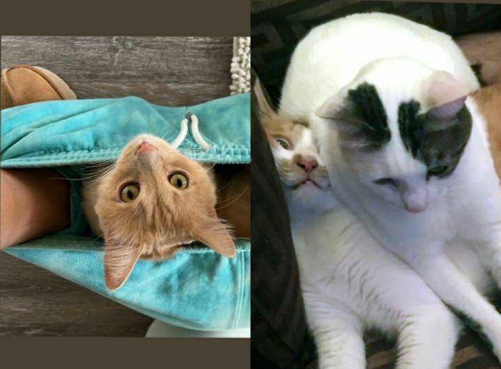 kucing gak tahu tata krama (reddit.com/Irice88 | reddit.com/penguin_yuie)