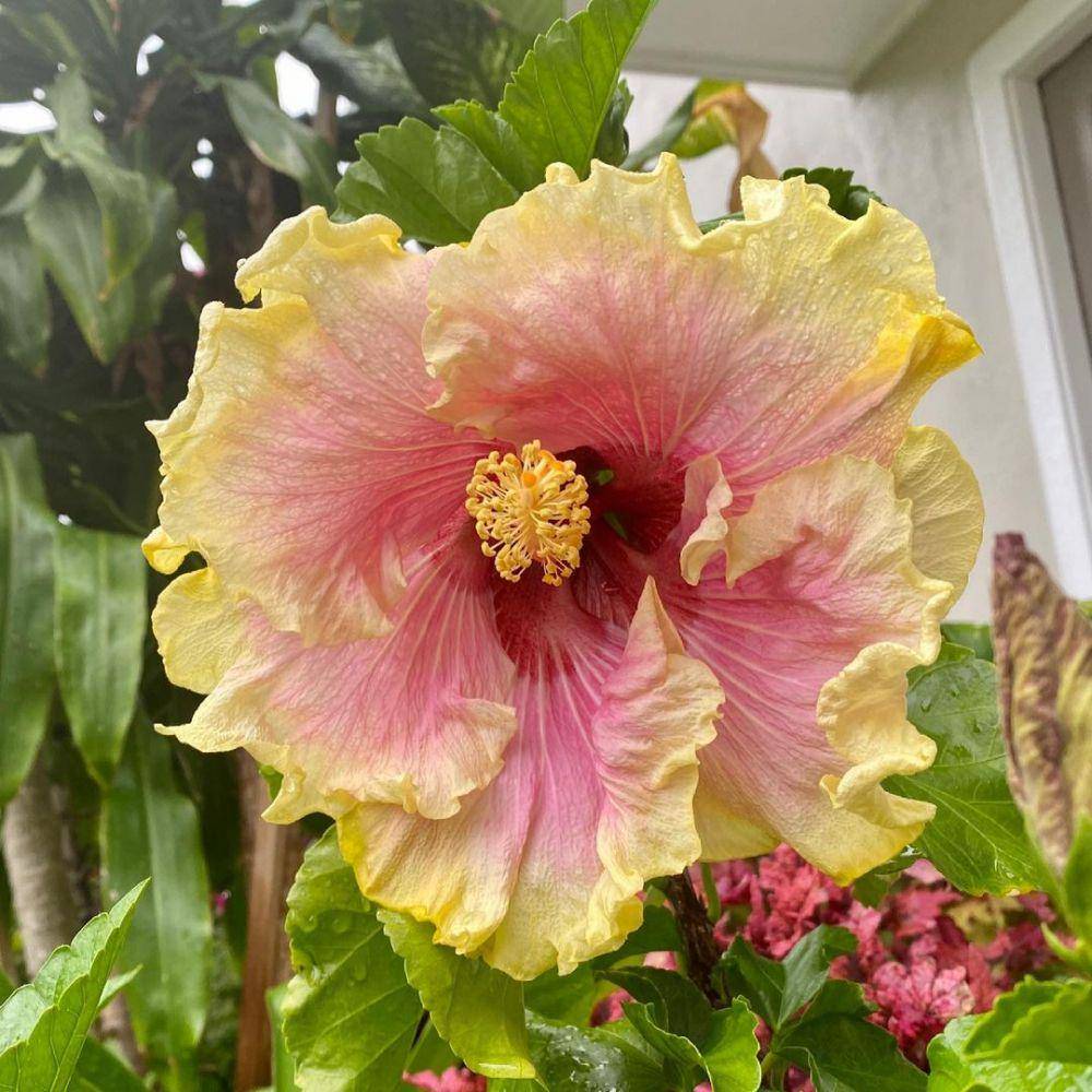 Hibiscus Bold and Sassy (.instagram.com/plantladylils)